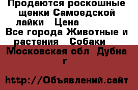 Продаются роскошные щенки Самоедской лайки › Цена ­ 40 000 - Все города Животные и растения » Собаки   . Московская обл.,Дубна г.